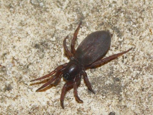 Réf. 228 802 : Haplodrassus sp.